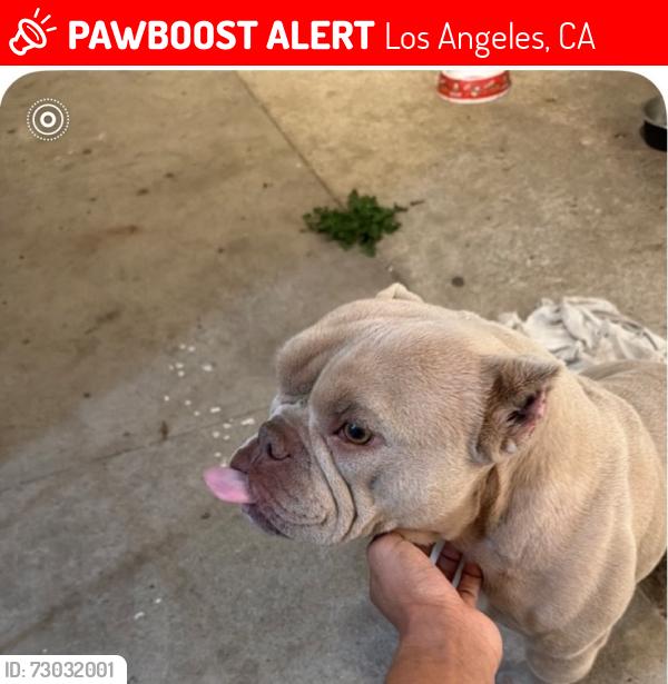 Lost Female Dog last seen 6th St, San Pedro, CA , Los Angeles, CA 90731