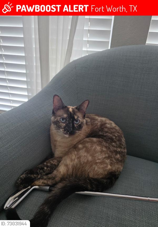 Lost Female Cat last seen Shields St & Meyers Ln, Fort Worth, TX 76244