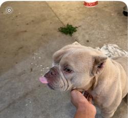 Lost Female Dog last seen 6th St, San Pedro, CA , Los Angeles, CA 90731
