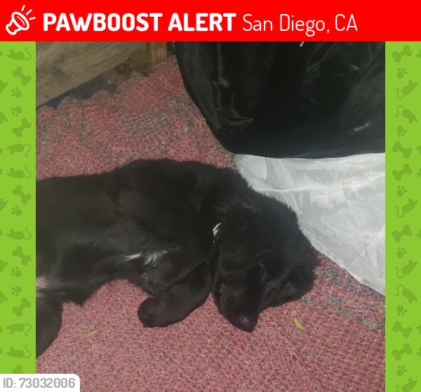 Lost Male Dog last seen Main st, San Diego, CA 92113