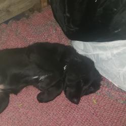 Lost Male Dog last seen Main st, San Diego, CA 92113