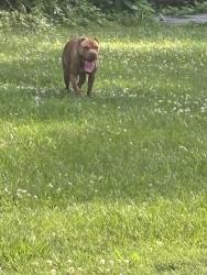 Found/Stray Female Dog last seen Near Bromm Rd, Evansville, IN 47720