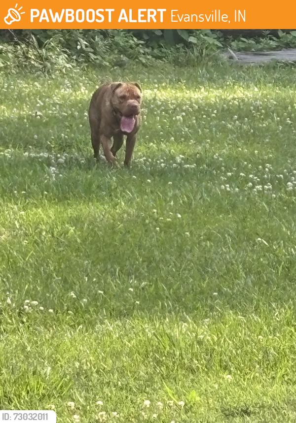 Found/Stray Female Dog last seen Near Bromm Rd, Evansville, IN 47720