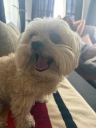 Reunited Female Dog last seen 65th and MacArthur near evergreen cemetery , Oakland, CA 94619
