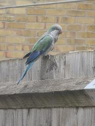 Found/Stray Unknown Bird last seen East ham , Greater London, England E6 2RU