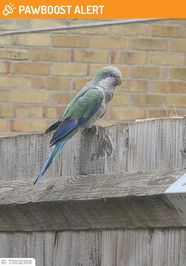 Found/Stray Unknown Bird last seen East ham , Greater London, England E6 2RU