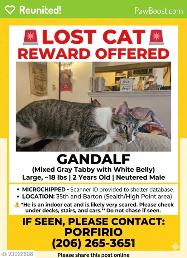 Reunited Male Cat last seen Near 35th Ave SW, Seattle, WA 98126, USA, Seattle, WA 98126