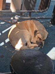 Found/Stray Male Dog last seen Raymond ave and 42nd st , Los Angeles, CA 90037