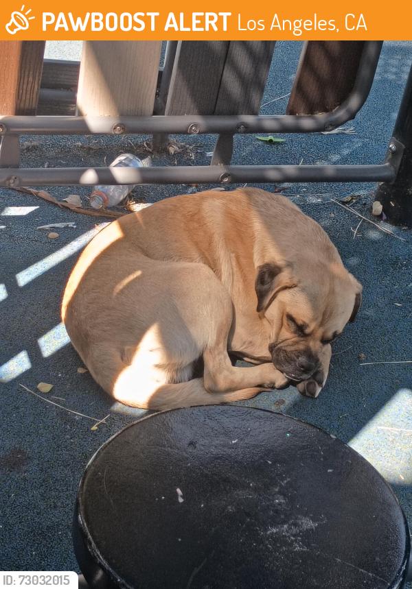 Found/Stray Male Dog last seen Raymond ave and 42nd st , Los Angeles, CA 90037