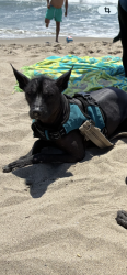 Lost Female Dog last seen Catalina Street and Budlong Ave, Los Angeles, CA 90007
