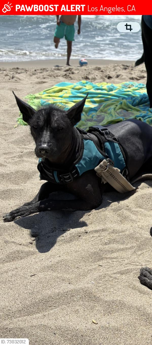 Lost Female Dog last seen Catalina Street and Budlong Ave, Los Angeles, CA 90007