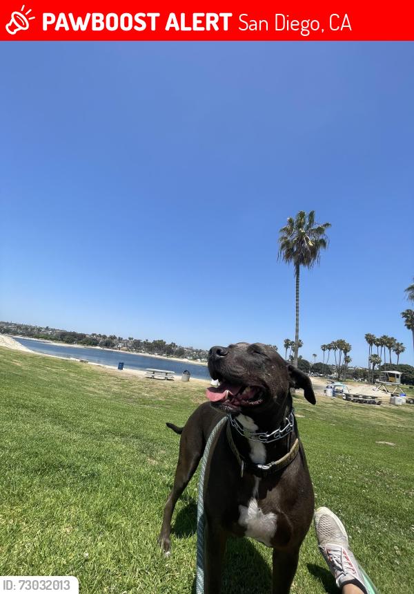 Lost Male Dog last seen Mount Carol Drive 92111, San Diego, CA 92111