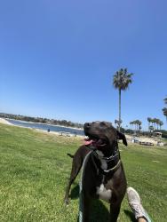 Lost Male Dog last seen Mount Carol Drive 92111, San Diego, CA 92111