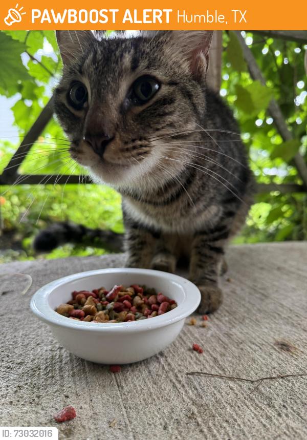 Found/Stray Male Cat last seen Elm Drake Lane and Deerbrook Park Blvd, Humble, TX 77338