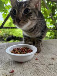 Found/Stray Male Cat last seen Elm Drake Lane and Deerbrook Park Blvd, Humble, TX 77338
