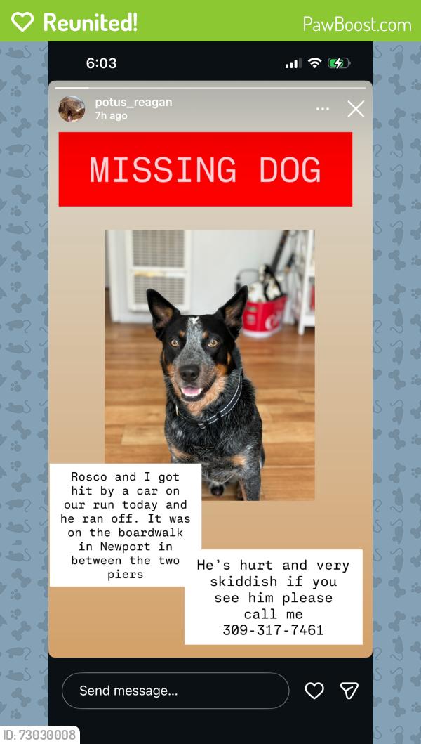 Reunited Male Dog last seen Palm Street, Newport Beach, CA 92663