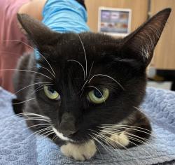 Shelter Stray Female Cat last seen 76th and Henderson, OR, 1700 W Historic Columbia River Hwy, Troutdale, OR 97060, USA