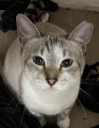 Lost Female Cat last seen Near S Broadway, Santa Ana, CA 92701
