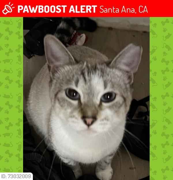 Lost Female Cat last seen Near S Broadway, Santa Ana, CA 92701
