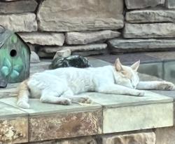 Found/Stray Female Cat last seen 32nd Street and Shea, Phoenix, AZ 85028