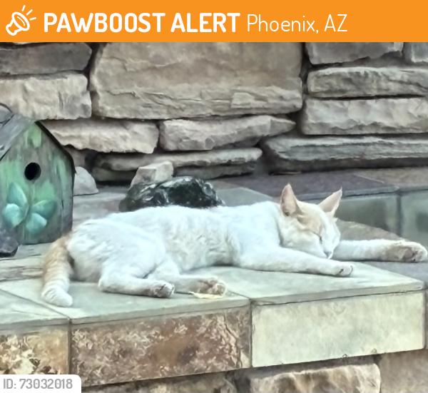 Found/Stray Female Cat last seen 32nd Street and Shea, Phoenix, AZ 85028