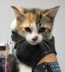Shelter Stray Female Cat last seen Apt G-10,890 Beyer Way, San Diego, CA, 92154, 5500 Gaines St, San Diego, CA 92110, USA