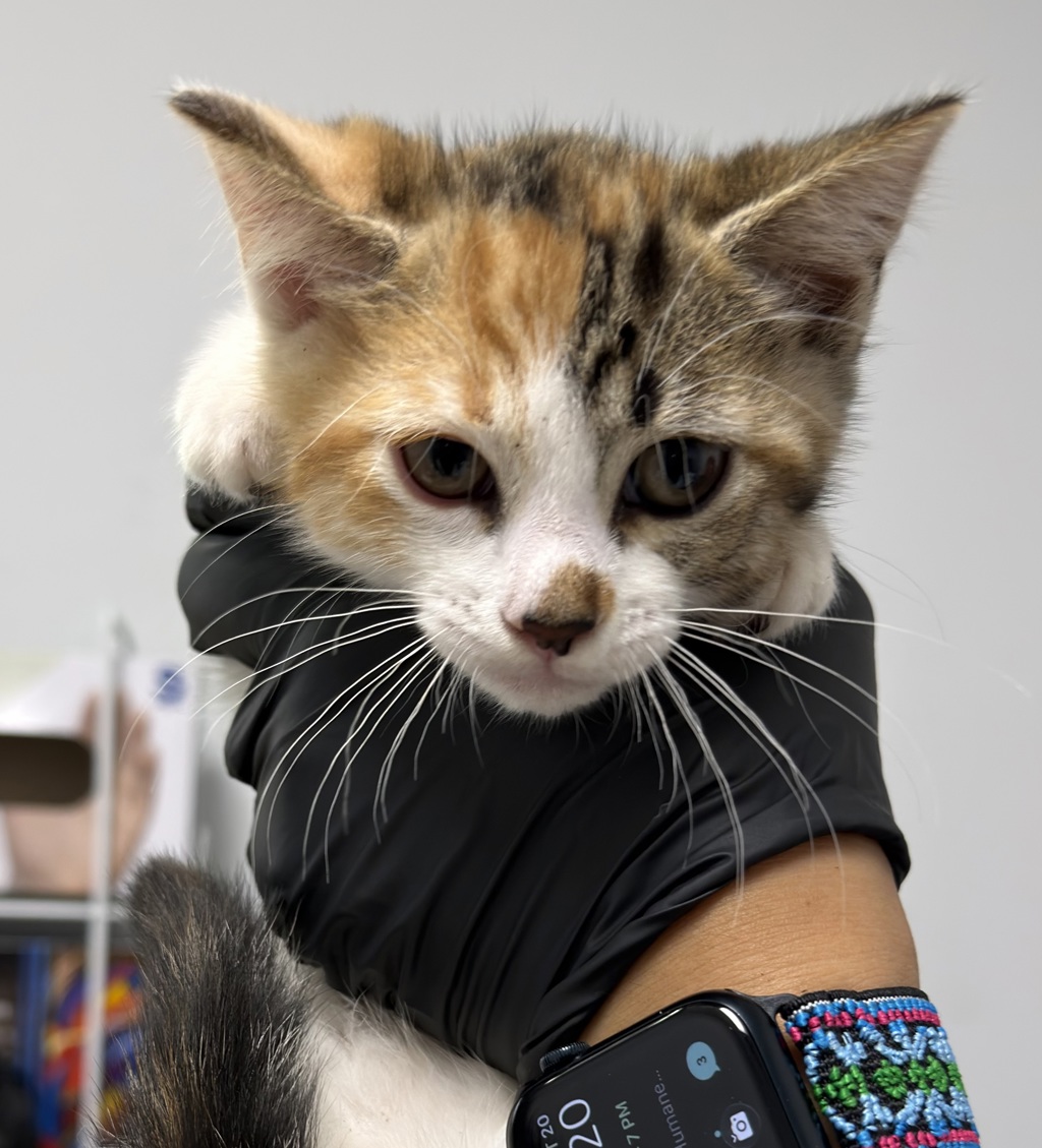 Shelter Stray Female Cat last seen Apt G-10,890 Beyer Way, San Diego, CA, 92154, 5500 Gaines St, San Diego, CA 92110, USA