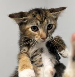 Shelter Stray Female Cat last seen Apt G-10,890 Beyer Way, San Diego, CA, 92154, 5500 Gaines St, San Diego, CA 92110, USA