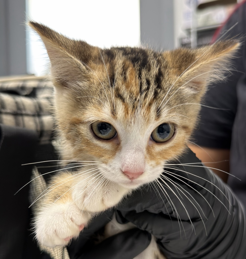 Shelter Stray Female Cat last seen Apt G-10,890 Beyer Way, San Diego, CA, 92154, 5500 Gaines St, San Diego, CA 92110, USA