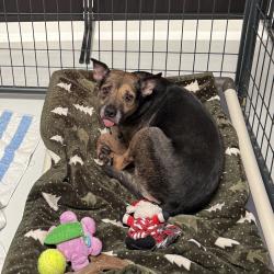 Shelter Stray Female Dog last seen Near W El Pico Avenue, El Centro, CA, 92243, 5500 Gaines St, San Diego, CA 92110, USA