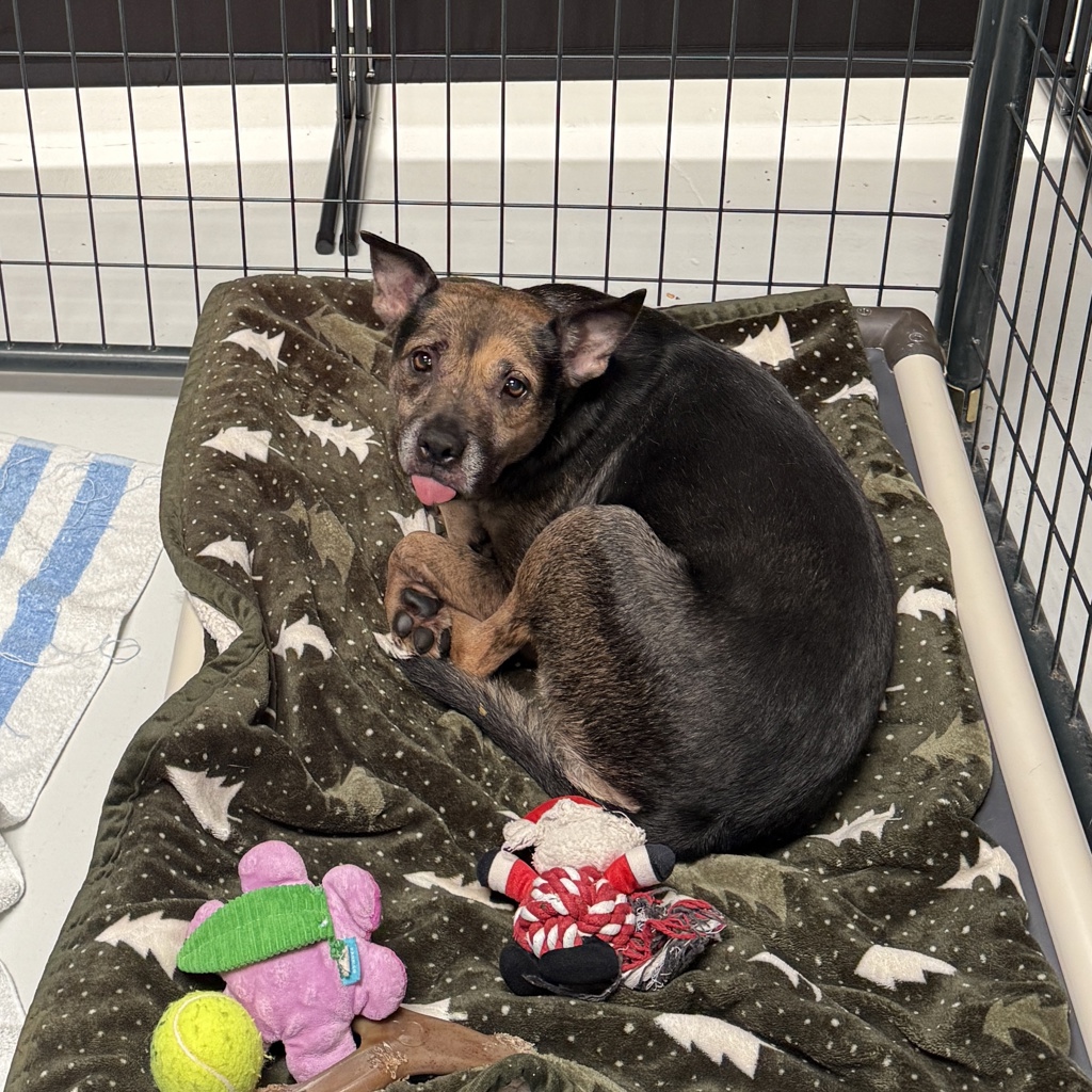 Shelter Stray Female Dog last seen Near W El Pico Avenue, El Centro, CA, 92243, 5500 Gaines St, San Diego, CA 92110, USA