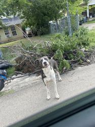Found/Stray Male Dog last seen By hses , Dallas, TX 75233