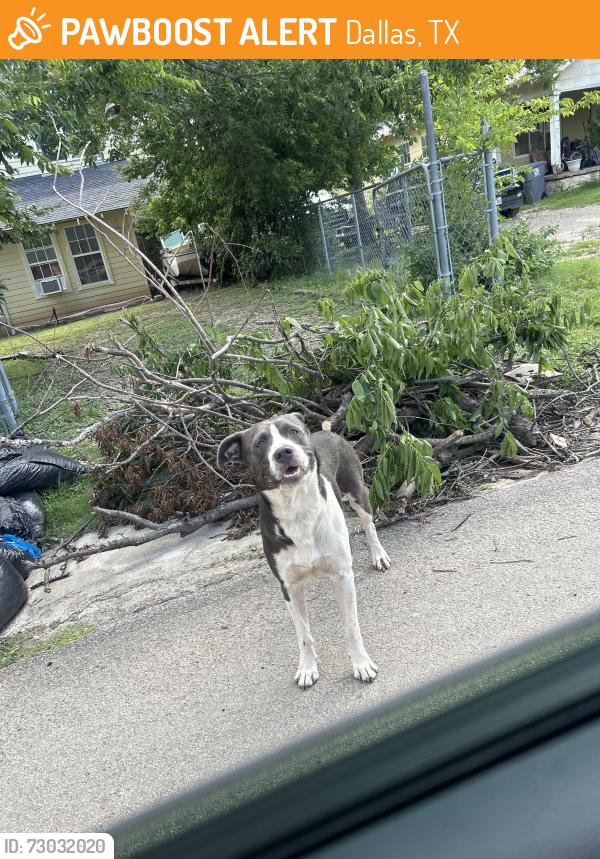 Found/Stray Male Dog last seen By hses , Dallas, TX 75233