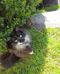 Lost Unknown Cat last seen Rock Street SCRANTON PA 18504, Scranton, PA 18504
