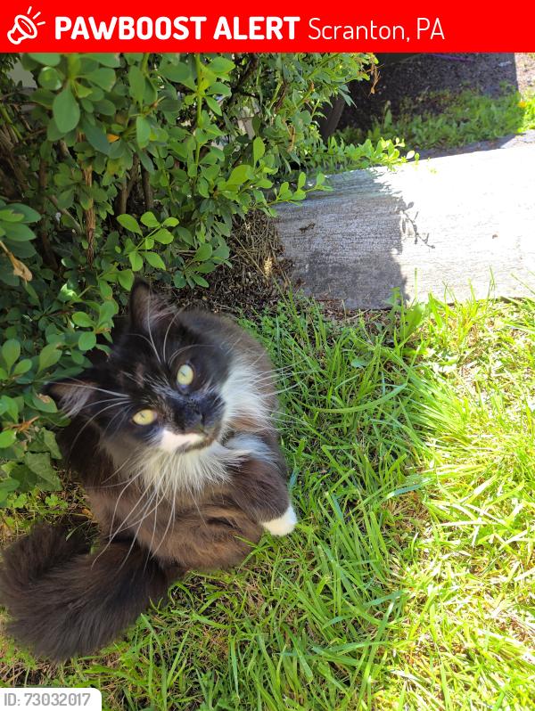 Lost Unknown Cat last seen Rock Street SCRANTON PA 18504, Scranton, PA 18504
