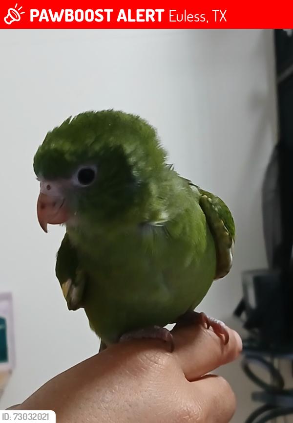 Lost Female Bird last seen Martha street and Linda street, Euless, TX 76040
