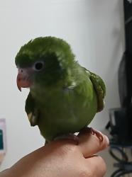 Lost Female Bird last seen Martha street and Linda street, Euless, TX 76040