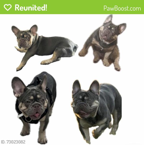 Reunited Male Dog last seen Anaheim and Cherry, Long Beach, CA 90804