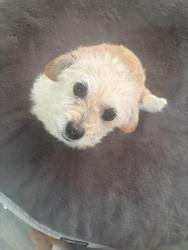 Lost Female Dog last seen Near krameria st 80022, Commerce City, CO 80022