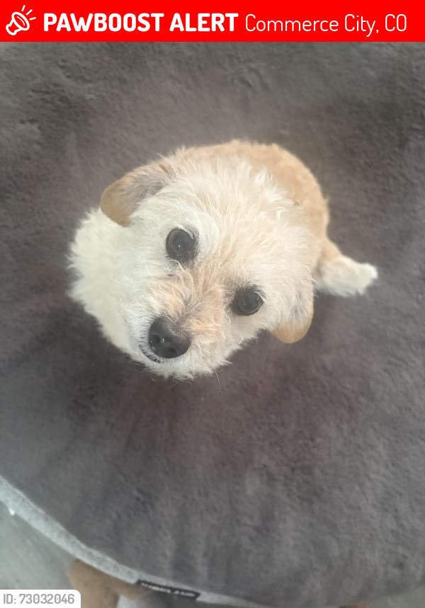Lost Female Dog last seen Near krameria st 80022, Commerce City, CO 80022