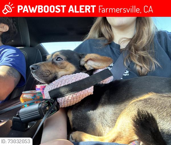 Lost Male Dog last seen last seen nearby the fields behind los arroyos apmts past the highschool and park, Farmersville, CA 93223