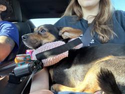 Lost Male Dog last seen last seen nearby the fields behind los arroyos apmts past the highschool and park, Farmersville, CA 93223