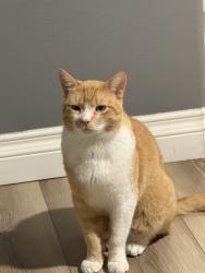 Lost Male Cat last seen Near 48th St W, Lancaster, CA 93536