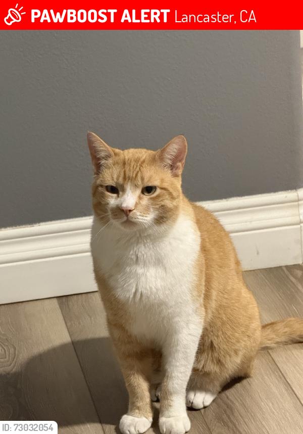 Lost Male Cat last seen Near 48th St W, Lancaster, CA 93536