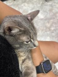 Reunited Male Cat last seen South Ave /Grandview Ave /Mariners Harbor, Staten Island, NY 10303