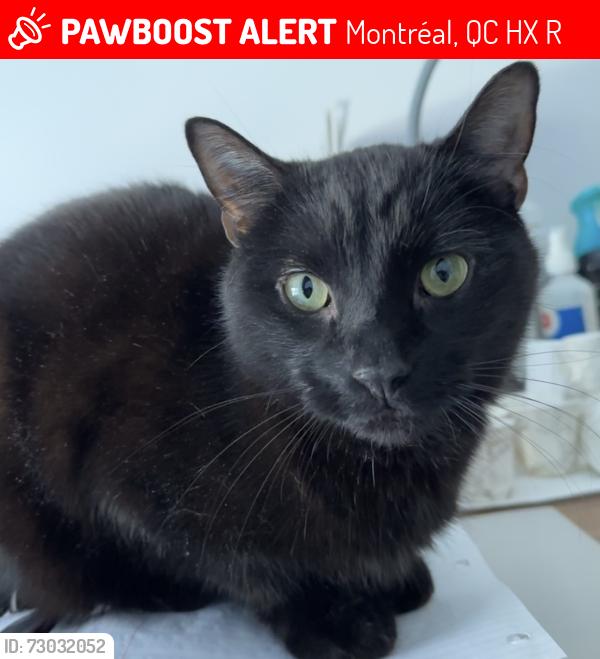 Lost Male Cat last seen Near clark, Montréal, QC H2X 2R7