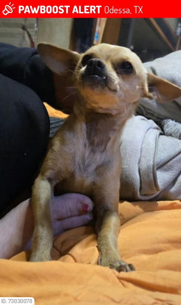 Lost Male Dog last seen westcliff & blessed, Odessa, TX 79763