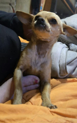 Lost Male Dog last seen westcliff & blessed, Odessa, TX 79763