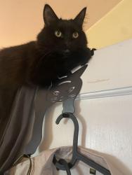 Lost Female Cat last seen 36th Street between P & R Streets, Sacramento, CA 95816
