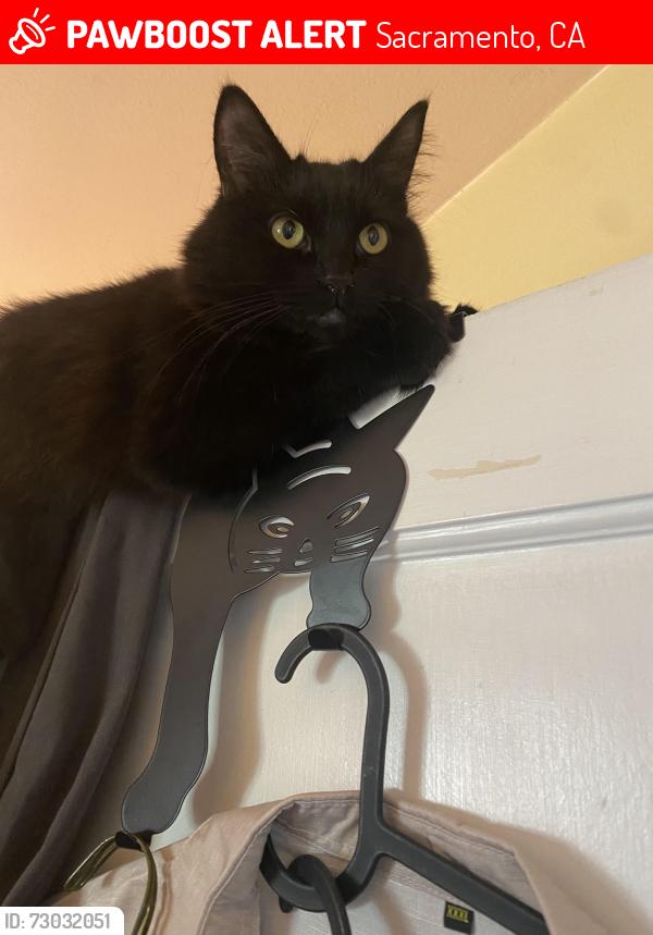 Lost Female Cat last seen 36th Street between P & R Streets, Sacramento, CA 95816